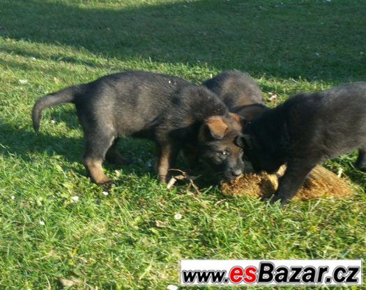 Nemecky ovcak s Pp fenky – fotografie 5