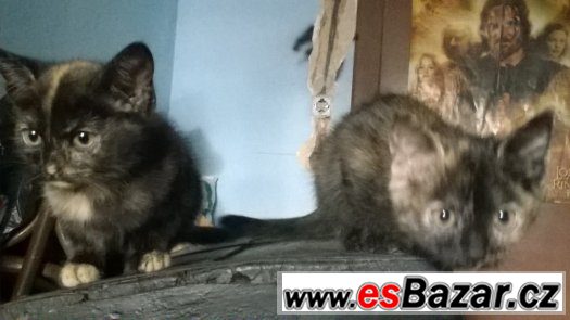 kdo se nás ujme ? – fotografie 5