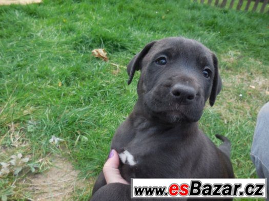 Štěnátka matka labradoský retrívr otec staford terier – fotografie 1