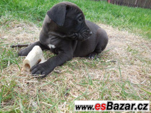 Štěnátka matka labradoský retrívr otec staford terier – fotografie 2
