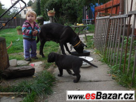 Štěnátka matka labradoský retrívr otec staford terier – fotografie 3