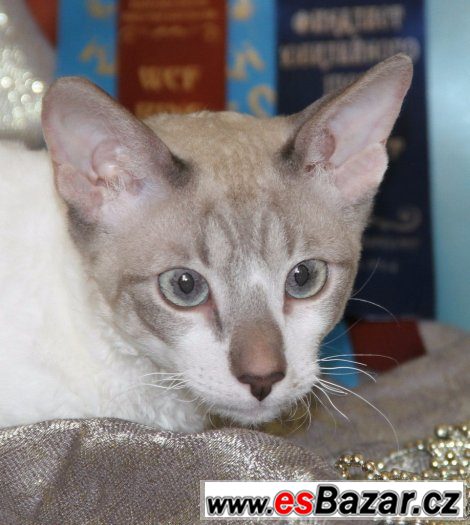 Cornish rex – fotografie 1
