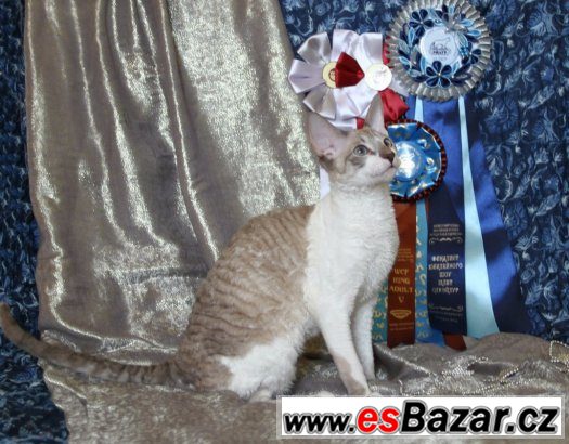 Cornish rex – fotografie 2