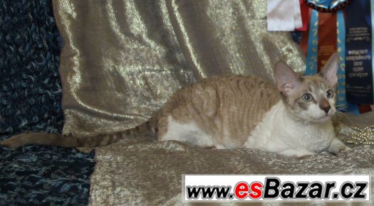 Cornish rex – fotografie 3