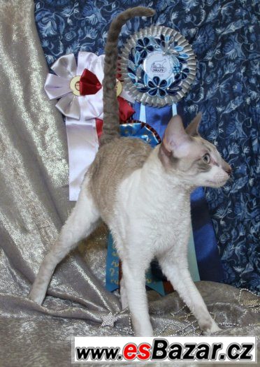 Cornish rex – fotografie 5