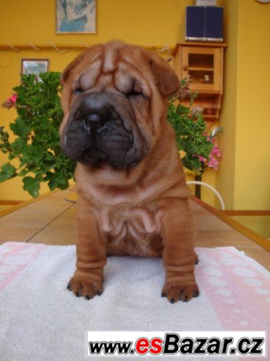 Šarpej, Shar-pei – fotografie 1