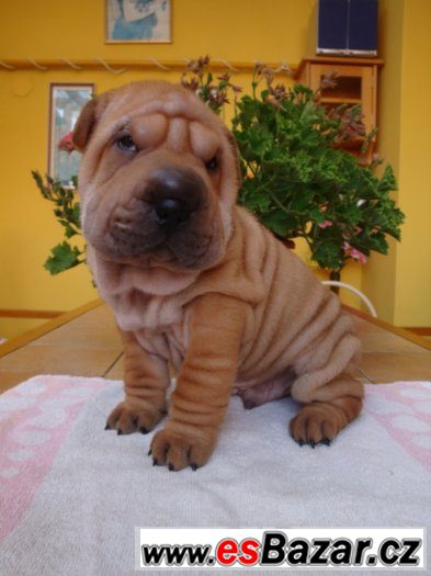 Šarpej, Shar-pei – fotografie 2