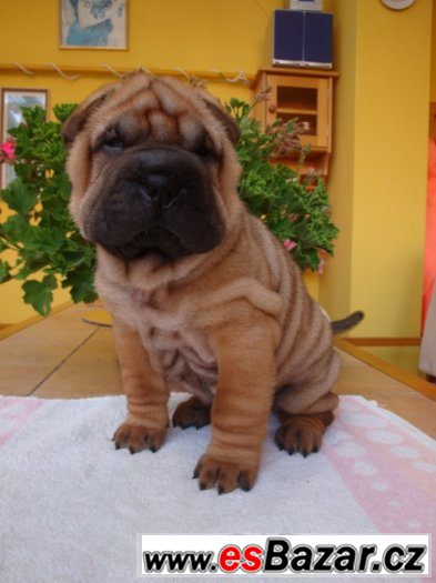Šarpej, Shar-pei – fotografie 3