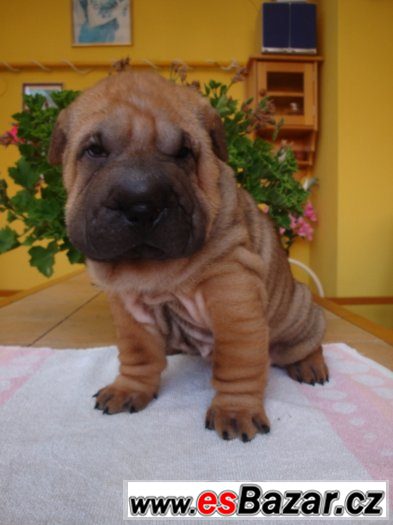 Šarpej, Shar-pei – fotografie 4