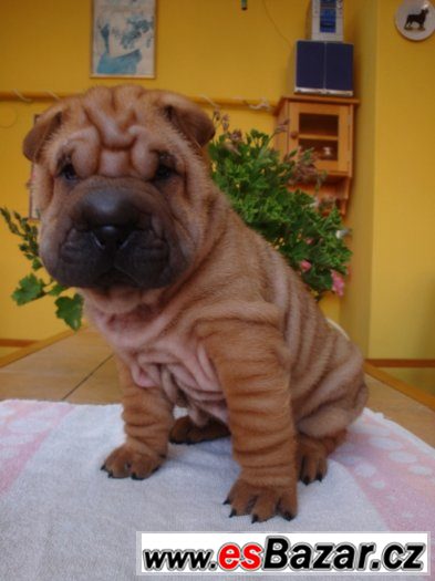 Šarpej, Shar-pei – fotografie 5