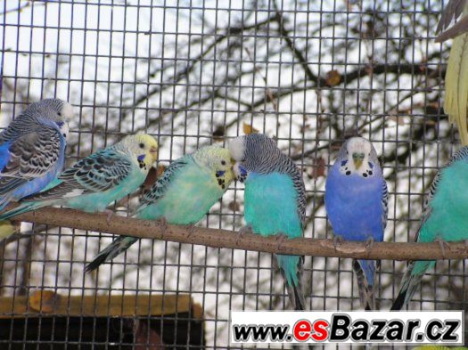 ANDULKY, KORELY, KAKARIKI a HOLOUBKY DIAMANT. – fotografie 2