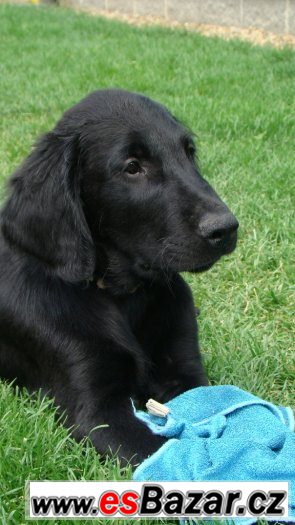 Flat coated retriever s PP černý pejsek – fotografie 1