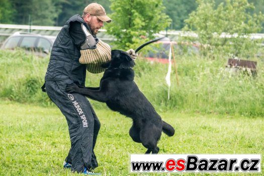 štěňátka německého ovčáka s PP – fotografie 4