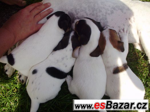 Jack Russel teriér- štěňata – fotografie 1