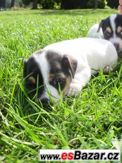 Jack Russel teriér- štěňata – fotografie 3
