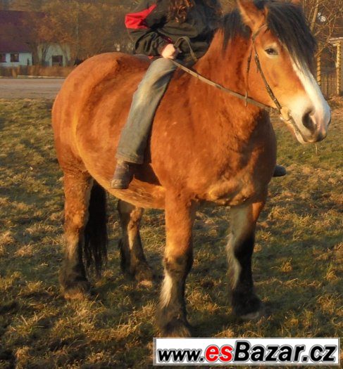 CHladnokrevná klisna – fotografie 2