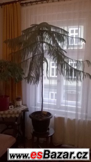 Pokojový smrk – fotografie 1