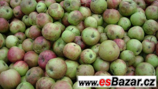 padana jablka – fotografie 1