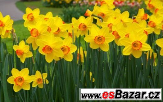 Narcisy – fotografie 1