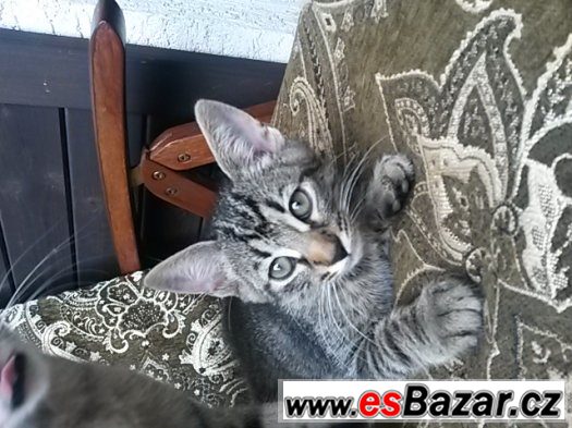 KRÁSNÁ KOŤÁTKA ZDARMA – fotografie 1