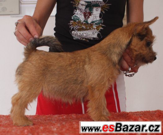 Norwich terrier s PP - fenka – fotografie 2