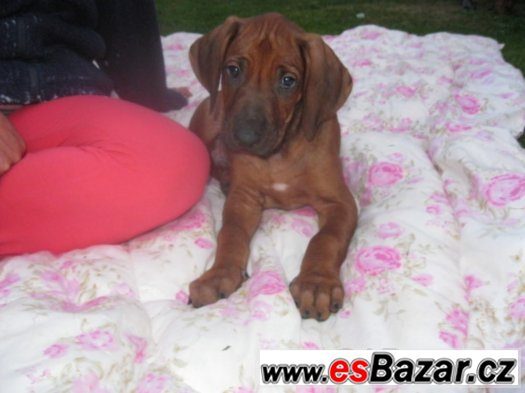 rhodézský ridgeback – fotografie 1