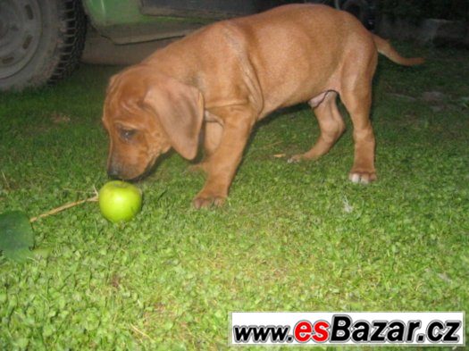 rhodézský ridgeback – fotografie 2