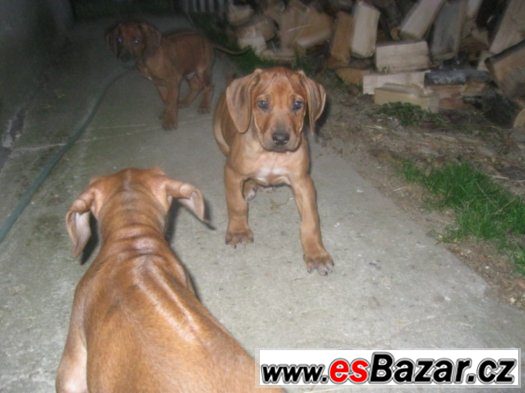 rhodézský ridgeback – fotografie 3