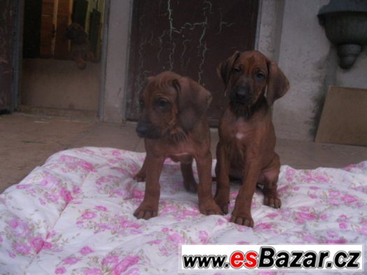 rhodézský ridgeback – fotografie 5