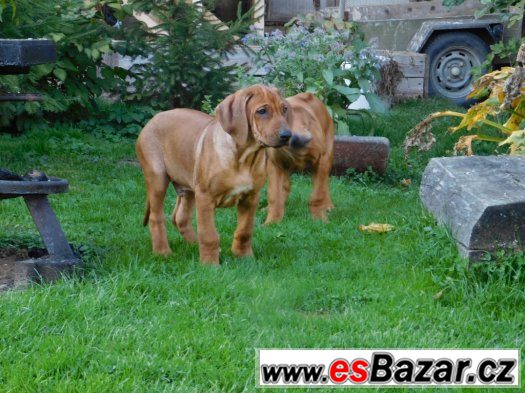 rhodézský ridgeback – fotografie 2