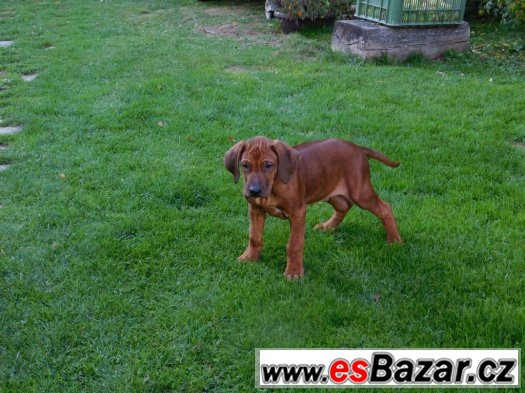 rhodézský ridgeback – fotografie 3