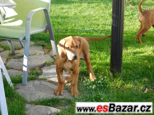 rhodézský ridgeback – fotografie 4