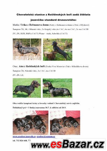 Jezevčík standard drsnosrstý s PP – fotografie 1