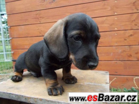 Jezevčík – fotografie 2