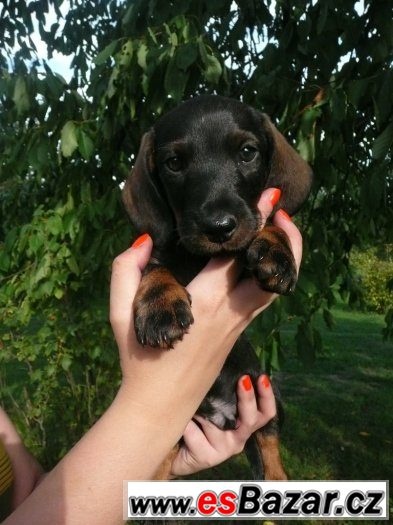 Jezevčík stand. drs.- poslední pejsek – fotografie 3
