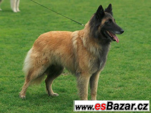 Belgický ovčák - Groenendael, Tervueren – fotografie 4