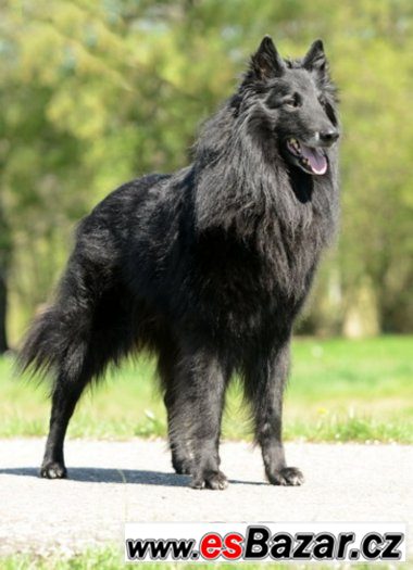 Belgický ovčák - pejsek Groenendael – fotografie 3