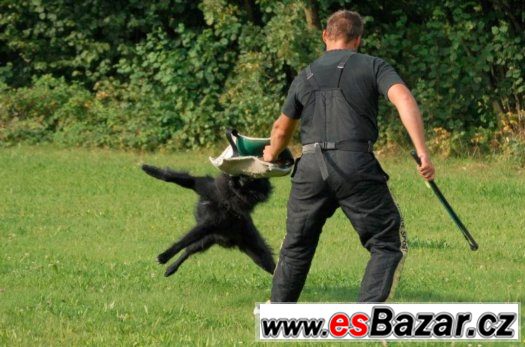 Belgický ovčák - pejsek Groenendael – fotografie 4