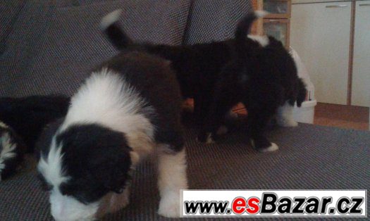 Bearded kolie – fotografie 2