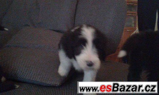 Bearded kolie – fotografie 3