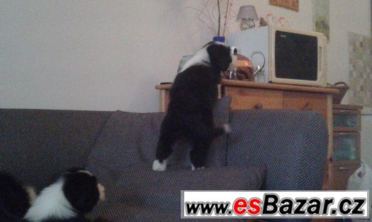 Bearded kolie – fotografie 5