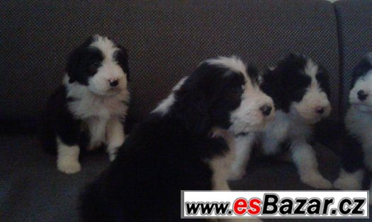 Bearded kolie – fotografie 3