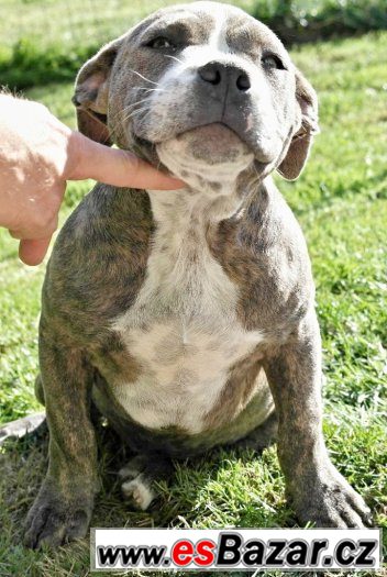 American bully – fotografie 1