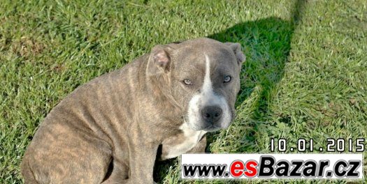 American bully – fotografie 2