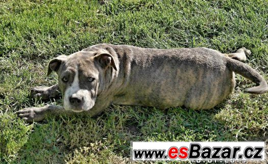 American bully – fotografie 3