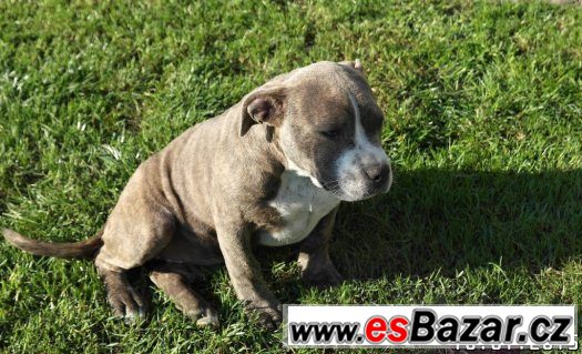 American bully – fotografie 4