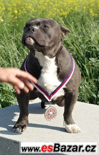 American bully – fotografie 5