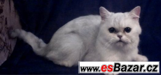Exotická kočka – fotografie 1