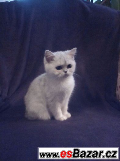 Exotická kočka – fotografie 1