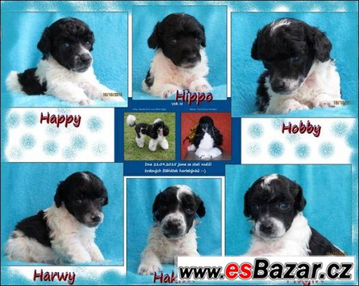 Pudl trpasličí vícebarevný - Harlekýn /černobílý/ – fotografie 1